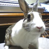 どぶウサギ